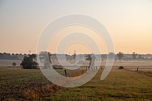 Panorama of a wheat field in the morning with fog