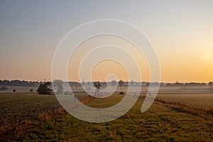 Panorama of a wheat field in the morning with fog