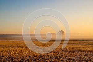 Panorama of a wheat field in the morning with fog