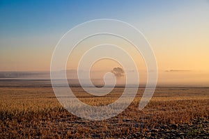 Panorama of a wheat field in the morning with fog