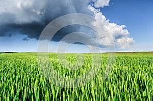 Panorama. Wheat field and sky with huge clouds before the storm. Agricultural landscape. Green wheat in the summertime.