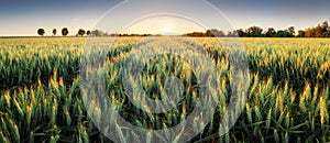 Panorama of wheat field at sunset