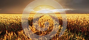 Panoráma pšeničného poľa pri západe slnka