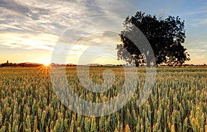 Panorama of wheat field at sunset