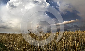 Panorama of wheat field with thunderclouds