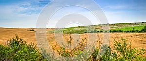 Panorama of wheat fields under cloudy sky