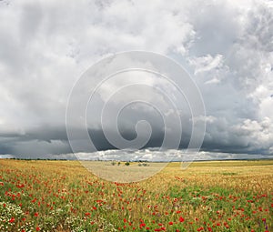 Panorama of wheat and poppy meadow.