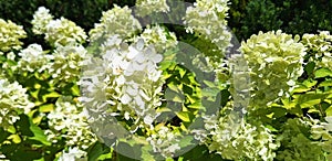 Panorama of the white flower hydrangea paniculata