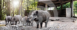 Panorama with wild boars