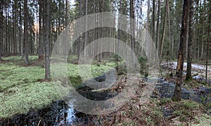 Panorama of the wild forest, a green moss, silence, bog, water reflections