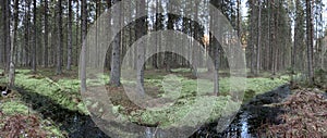 Panorama of the wild forest, a green moss, silence, bog, water reflections