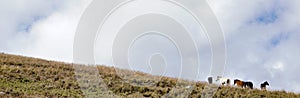 Panorama of wild horses roaming the empty prairie under an expressive blue and cloudy sky