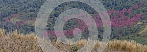 Panorama of wild Pink Himalayan cherry blossom Prunus cerasoi