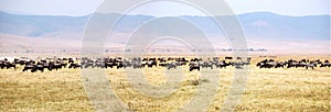 Panorama of Wildebeest migration