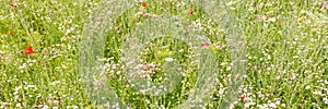 Panorama, Wildflower meadow at the prosperity period