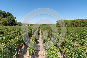 Panorama of Wine fields of Bordeaux french vine in chateau Margaux in MÃ©doc