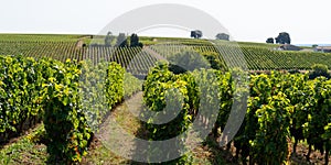 Panorama of Wine fields of Bordeaux french vine in Saint emilion hill