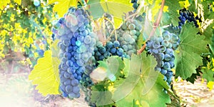 A panorama of wine grapes at a sunny vineyard right before the autumn harvest, toned image