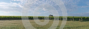 Panorama with winery and tree