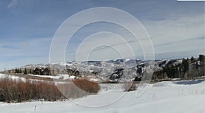 Panorama, winter aspens