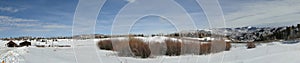 Panorama, winter aspens in snowfields