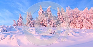 Panorama with winter fabulous fir trees covered with fluffy snow highlighted with pink light.