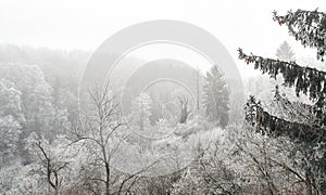 Panorama of winter forest, Kutna Hora, Czech Republic