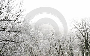 Panorama of winter forest, Kutna Hora, Czech Republic