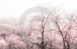 Panorama of winter forest, Kutna Hora, Czech Republic