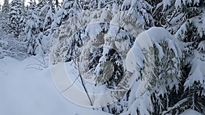 Panorama of a winter forest with snow-covered trees in the mountains of the Ukrainian Carpathians