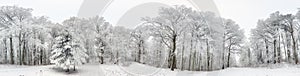 Panorama of Winter forest with snow and tree photo