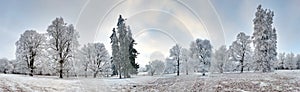 Panorama of Winter forest with snow and tree