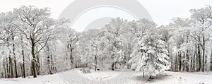 Panorama of winter forest with trees covered snow