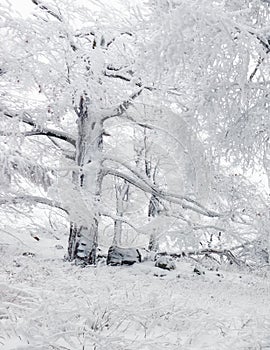 Panorama of winter forest with trees covered snow