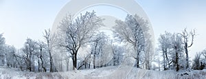 Panorama of winter forest with trees covered snow