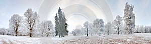 Panorama of winter forest with trees covered snow