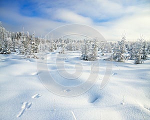 Panorama winter landscape with forest and traces of a hare on s
