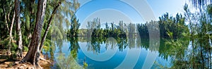 Panorama of Wolf Lake Park, with Australian pine trees Casuarina equisetifolia - Davie, Florida, USA