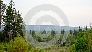 Panorama of the Yakut taiga forest with spruce and pine trees to the horizon.