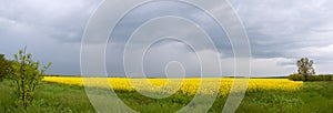 Panorama of yellow field with spring storm