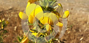 Panorama of yellow flowers lotus  medicago, genista or hippocrepis