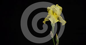 Panorama of yellow iris flower. Close-up. Isolated