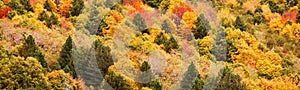 Panorama of yellow and orange trees in autumn in a forest