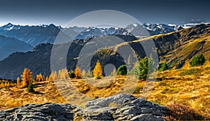 Panorama of Zillertal Alps on a sunny day of October with grass and larch trees in beautiful autumn colors. Dramatic