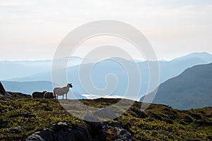 Panoramas from Mount Hoven with sheep in sight, Loen, Norway