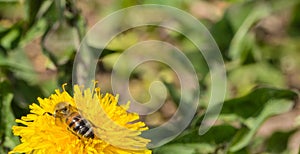 Bee on Dandelion Blossom Macro photo