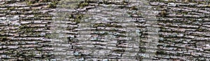 Panoramic abstract background. Relief texture of the gray bark of a tree with moss