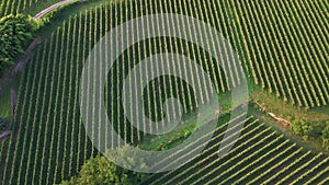 Panoramic Aerial View Of Winery Vineyards In The Countryside