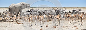 Panoramic african animals scenery. Huge African elephant, Loxodonta africana towering over herds of animals, grouping at waterhole