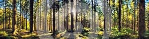 Panoramic autumn forest landscape photo